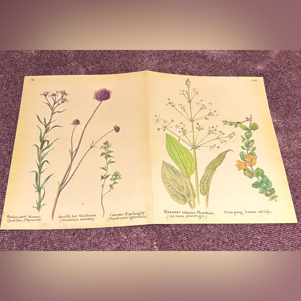 Book Pages from The Country Diary of an Edwardian Lady